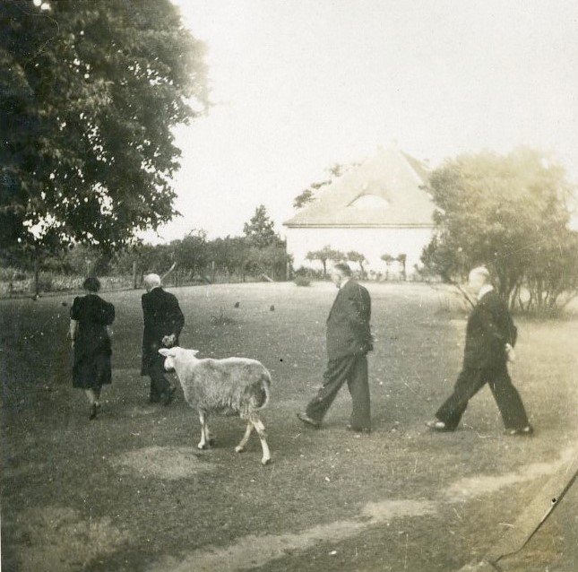 LKANK, NL Scheven, Nr. 300 Karl von Scheven mit Schaf