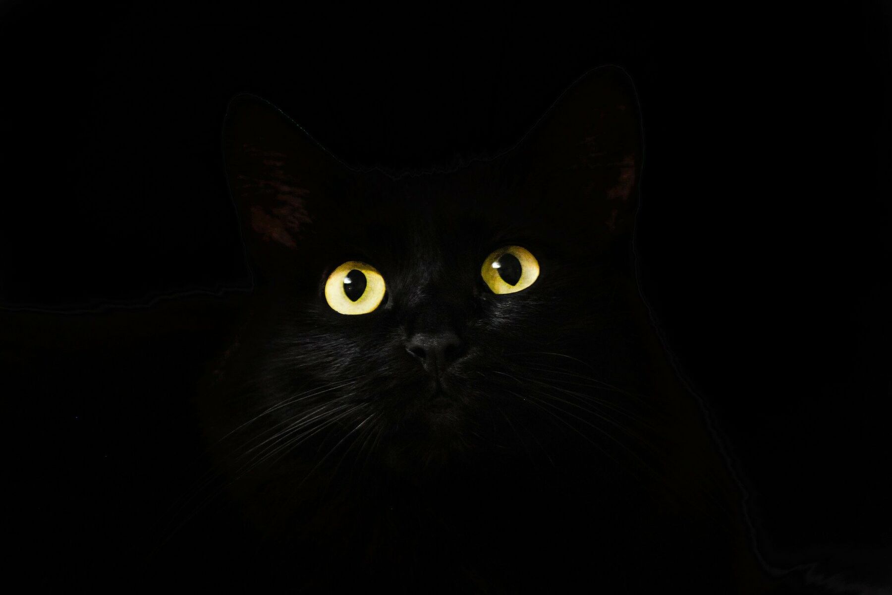 Schwarze_Katze